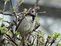 2014-0317-1345_House_Sparrow_12,7C